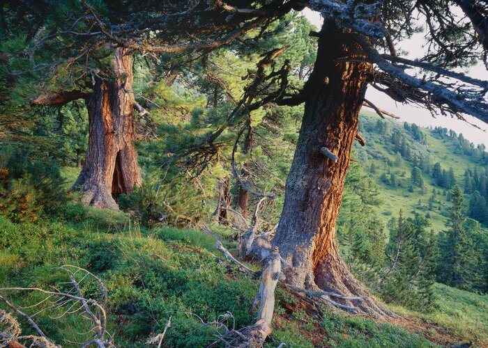 Alte Bäume in den Rottenmanner Tauern | © STG