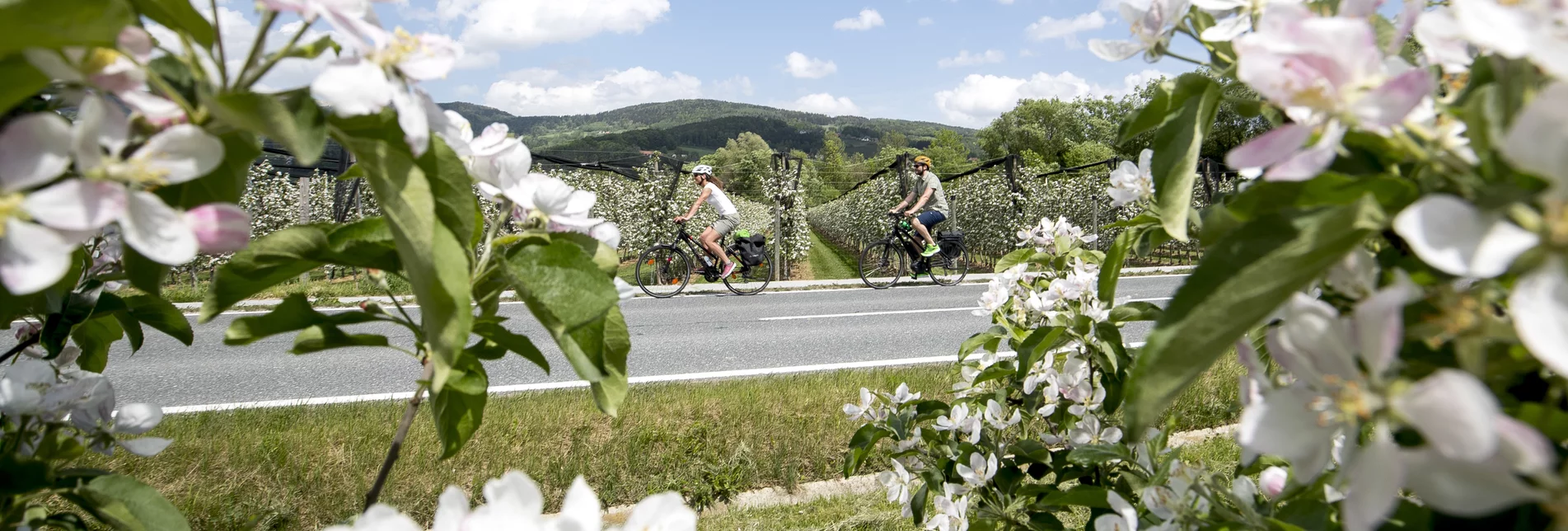 Radfahren im Apfelland auf der Weinland Steiermark Radtour nahe Puch | © STG | Tom Lamm