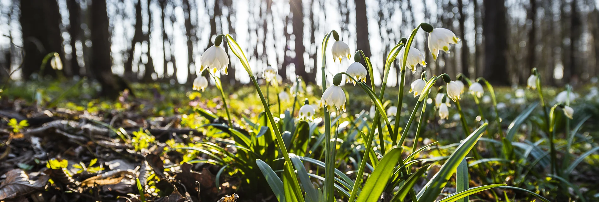 Die ersten Frühlingsboten sprießen aus der Erde | © Thermen- & Vulkanland | Christian Thomaser