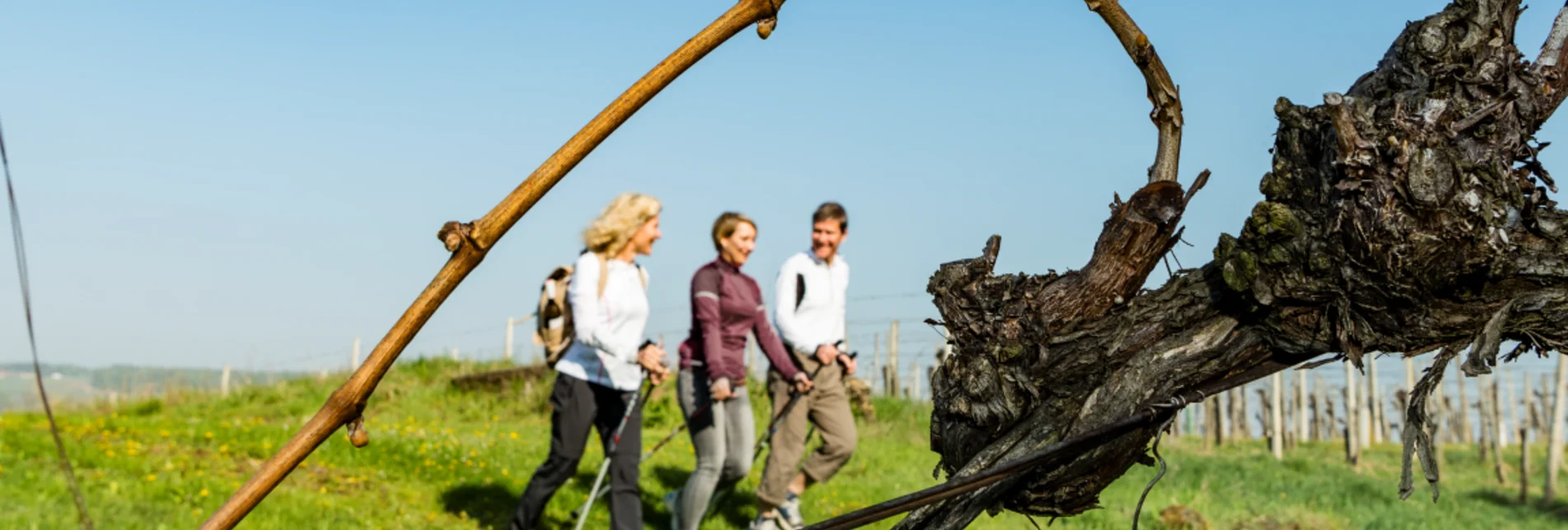 Weinwandern in Bad Radkersburg | © Thermen- & Vulkanland | pixelmaker.at