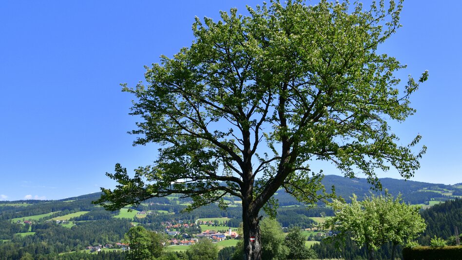 Miesenbach bei Birkfeld - Impression #2.10