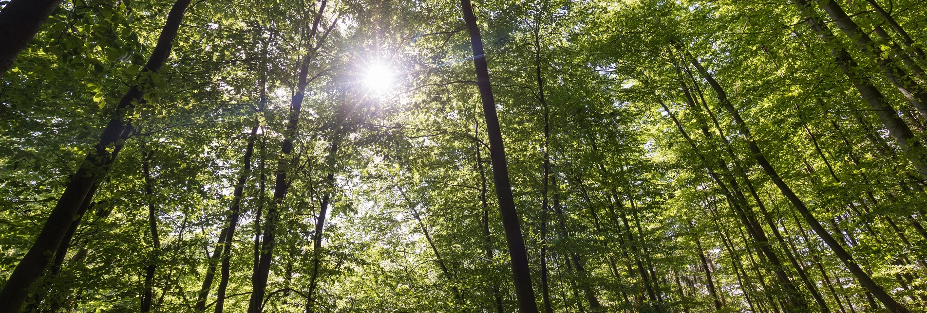 Tiefenentspannung im Wald | © TV Region Graz | Harry Schiffer