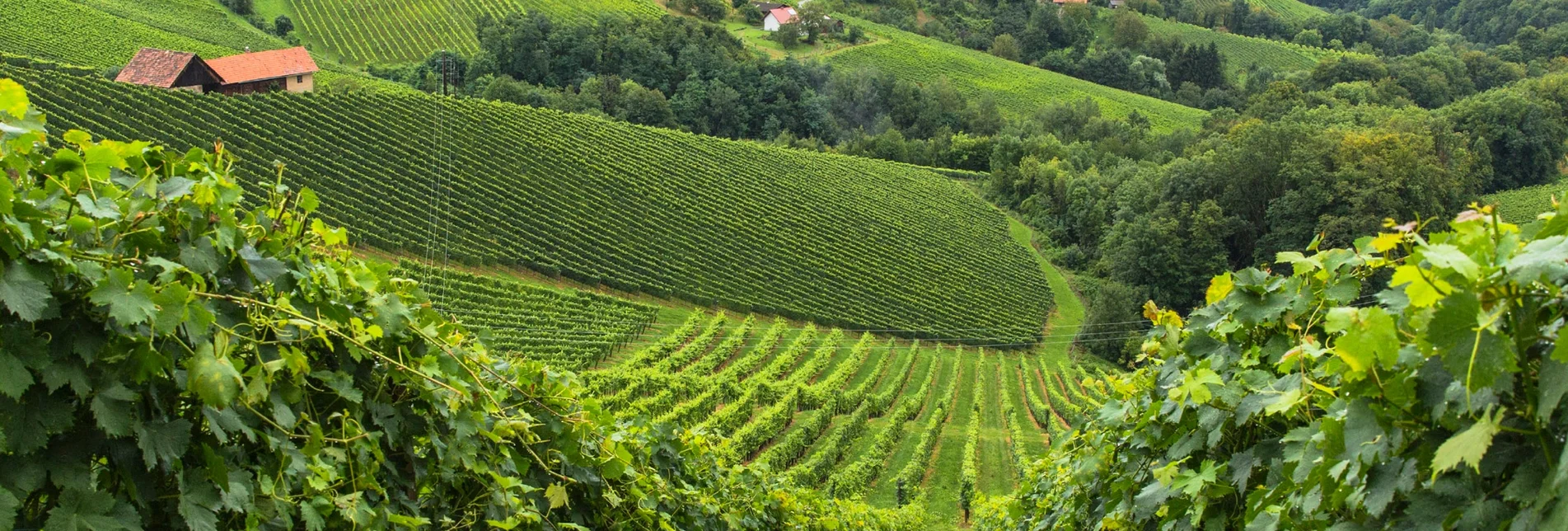 Wanderung Etappe 23 Vom Gletscher zum Wein Südroute Leutschach - Ratsch an der Weinstraße - Touren-Impression #1 | © (c) Steiermark Tourismus/Harry Schiffer