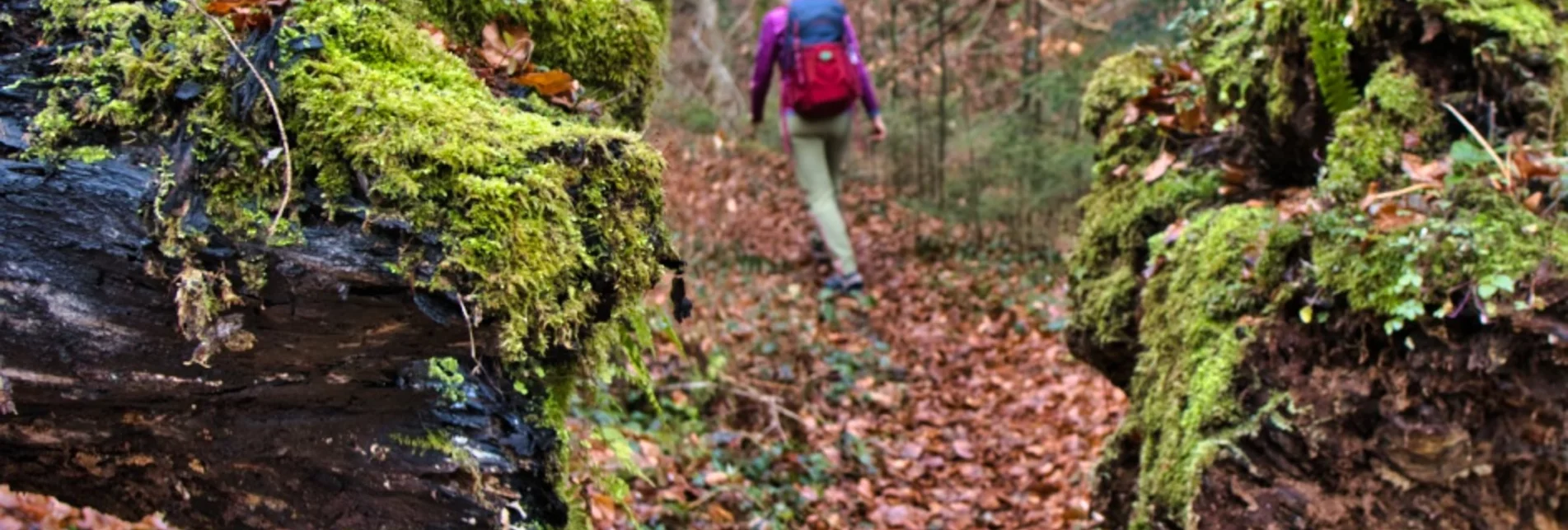 Hiking route Rundweg nach Trahütten - Touren-Impression #1 | © TVB/Südsteiermark/WEGES OG Sarcletti / Zienitzer