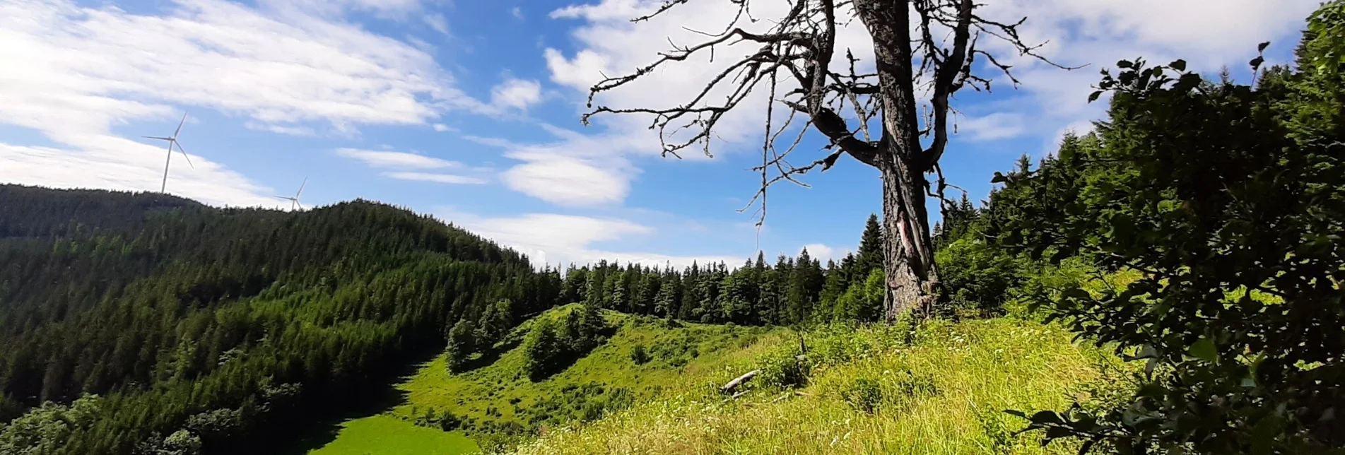 Hiking route Herrnalm circuit, Fischbach - Touren-Impression #1