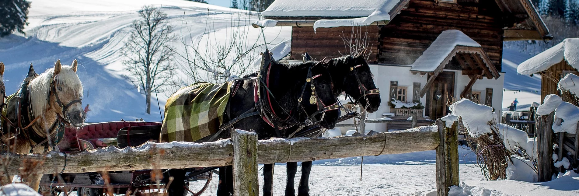Horse Carriage Ride "Leitenround" - sleighs - Touren-Impression #1 | © Erlebnisregion Schladming-Dachstein