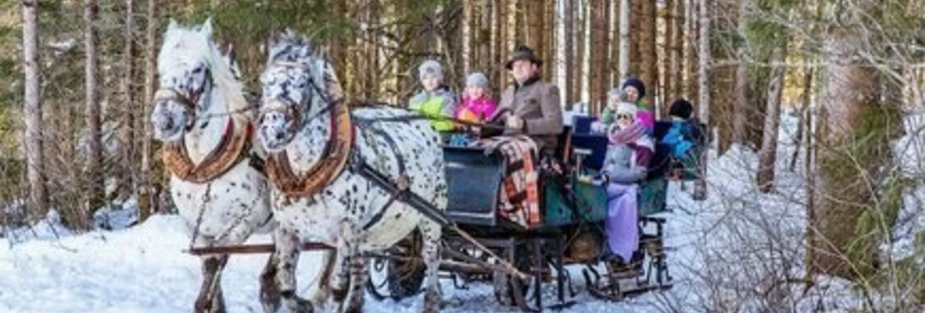 Horse Carriage Ride Horse-drawn sleigh rides at Pitzerhof - Touren-Impression #1