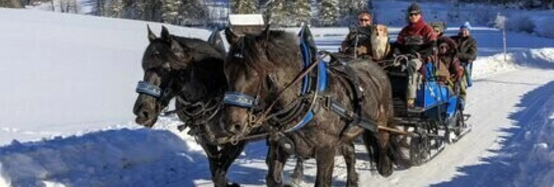 Horse Carriage Ride Angererhof  - Touren-Impression #1