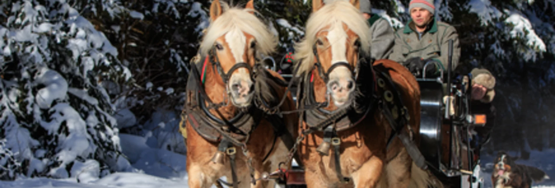 Horse Carriage Ride Abelhof  - Touren-Impression #1