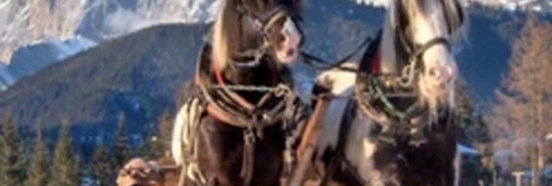 Horse Carriage Ride Horse Drawn Sleigh Rides Ortnerhof - Touren-Impression #1