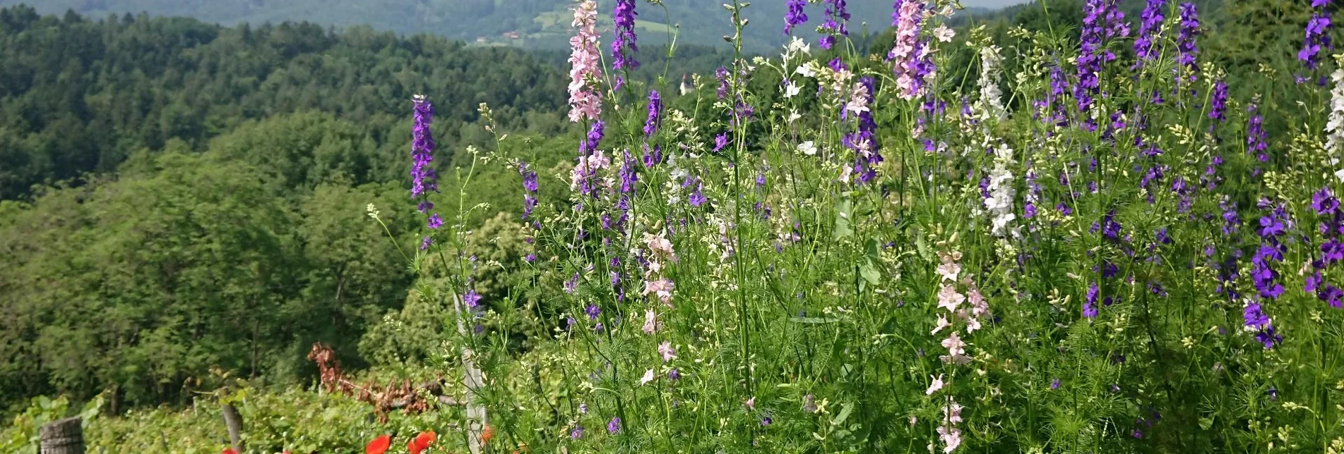 Hiking route Rundweg nach Trahütten - Touren-Impression #1 | © Familie Deutschmann