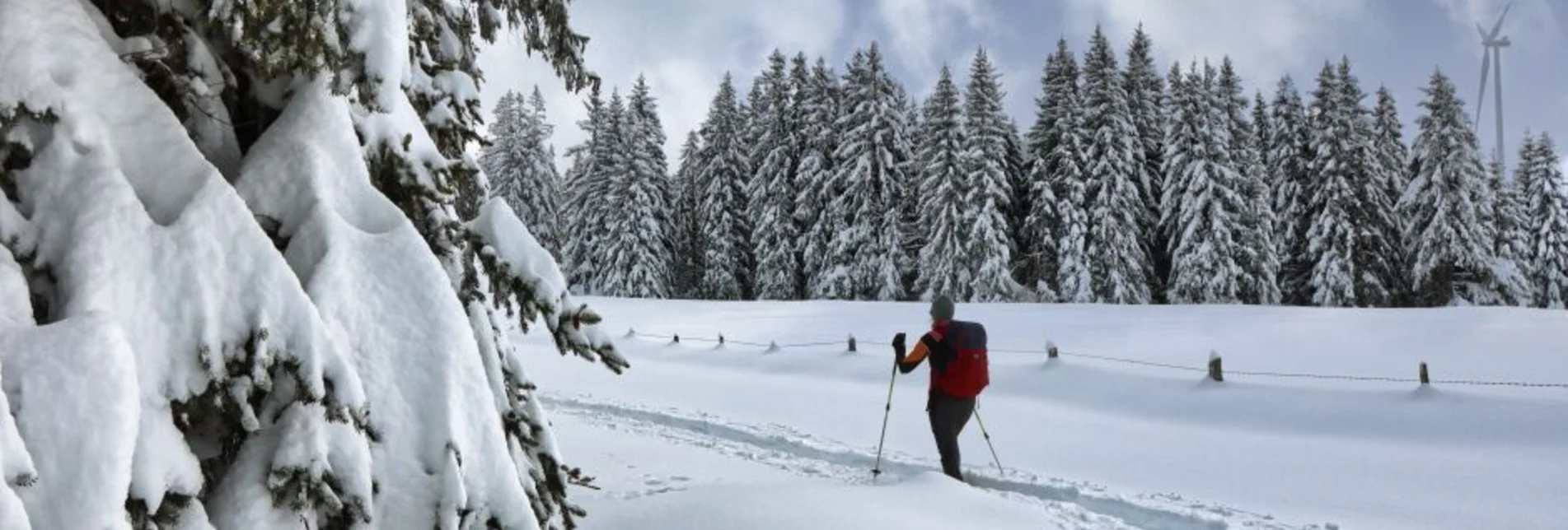 Schneeschuh Schneeschuhwanderung Freiländeralm - Touren-Impression #1 | © Weges OG