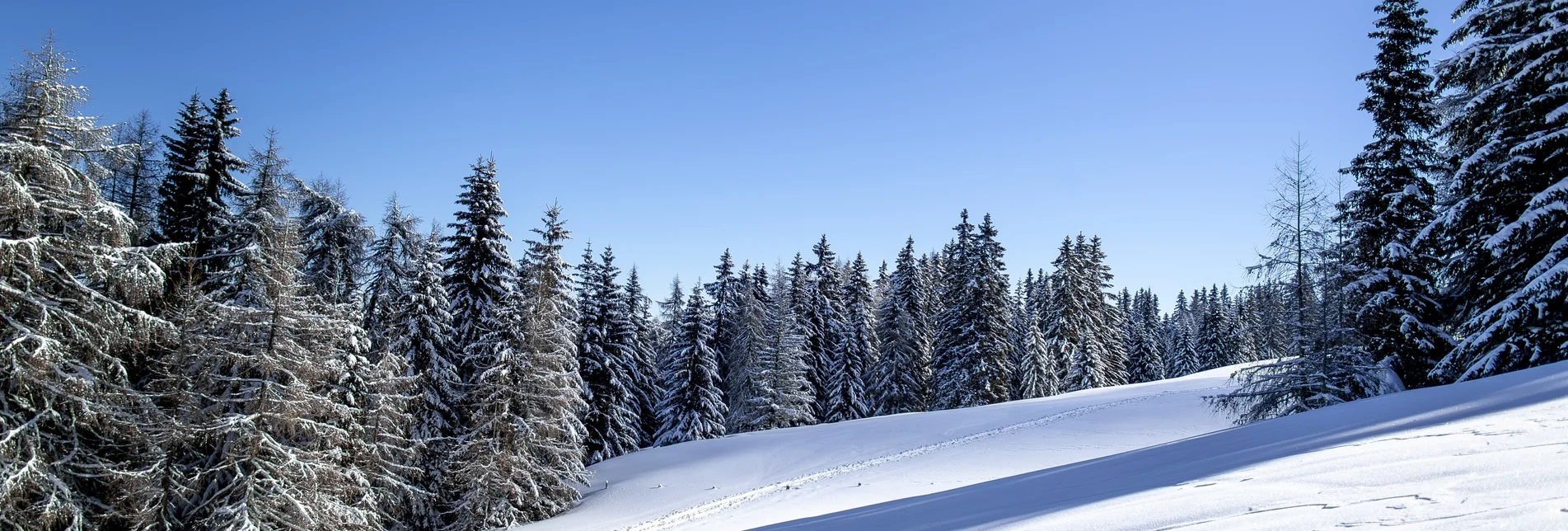 Auf der Frauenalpe | © STG | Tom Lamm