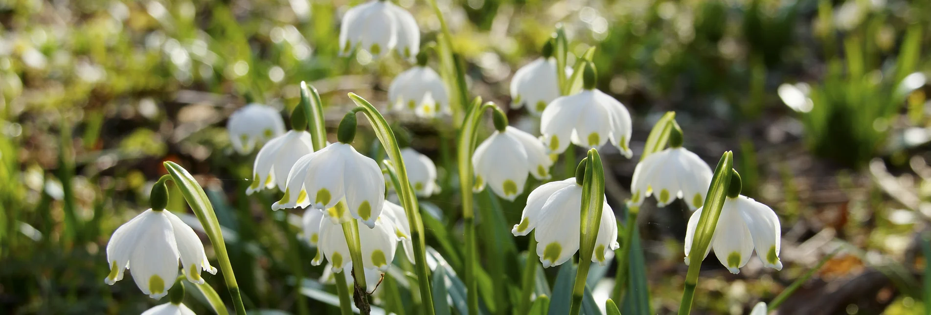 Frühlingsknotenblumen im Mühlwald in St. Ruprecht an der Raab | © Infozentrum Gutenberg-Raabklamm