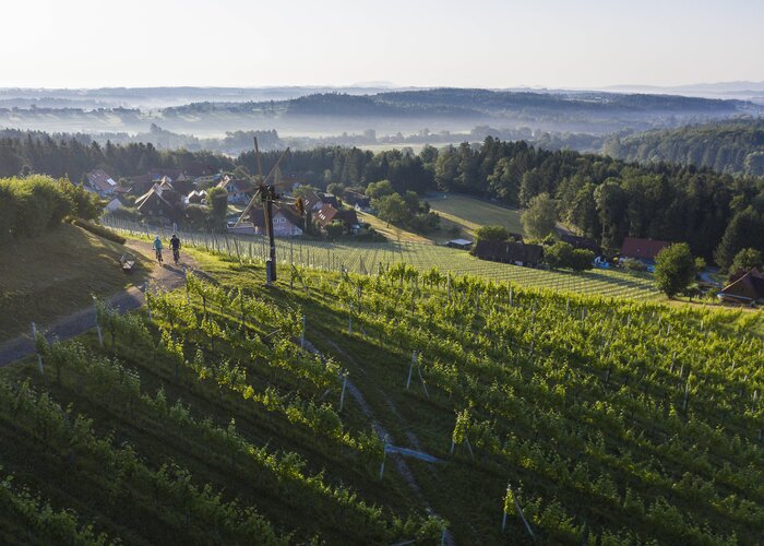 Vineyards Hochgrail near St. Stefan ob Stainz | © Schilcherland Steiermark | Velontour