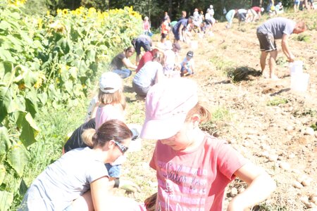 Bauernhof Kolb_Kartoffelernte_Oststeiermark | © Bauernhof Kolb