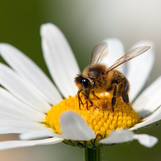 Bee Trail_ Bee on Flower_Eastern Styria