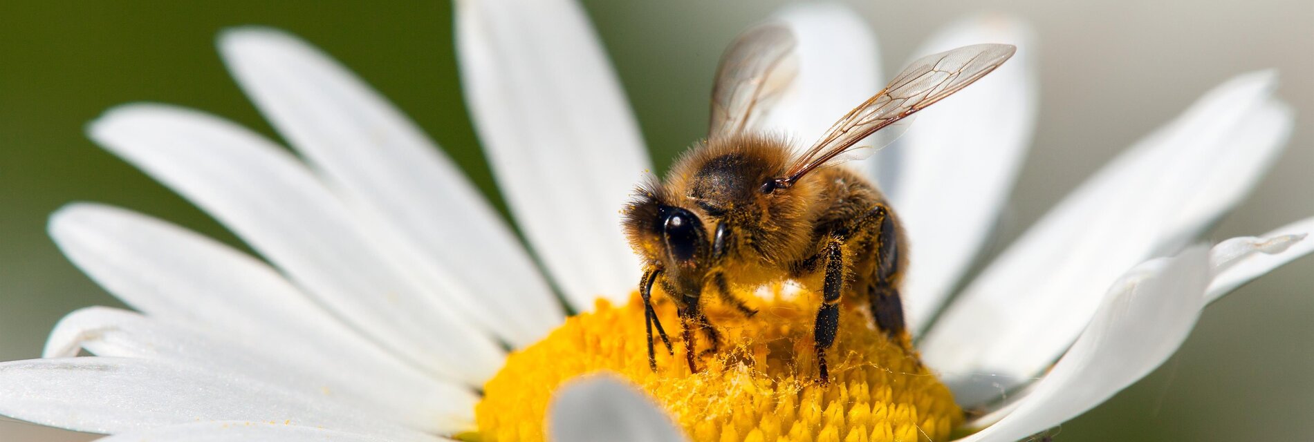 Bee Trail_ Bee on Flower_Eastern Styria