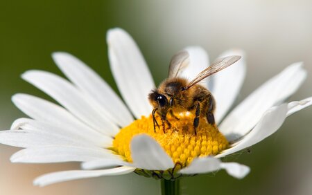 Bee Trail_ Bee on Flower_Eastern Styria