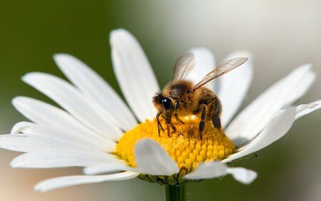 Bienenlehrpfad_Biene auf Blüte_Oststeiermark