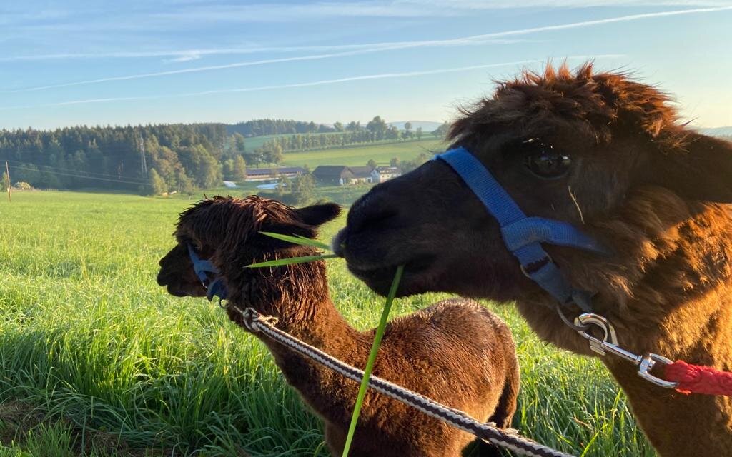 Biohof Kroisleitner_Alpaka auf Wiese_Oststeiermark | © Oststeiermark Tourismus