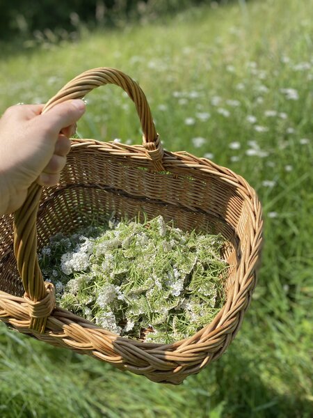 Yarrow harvest_Pöllau_Eastern Styria | © Design ab Hof