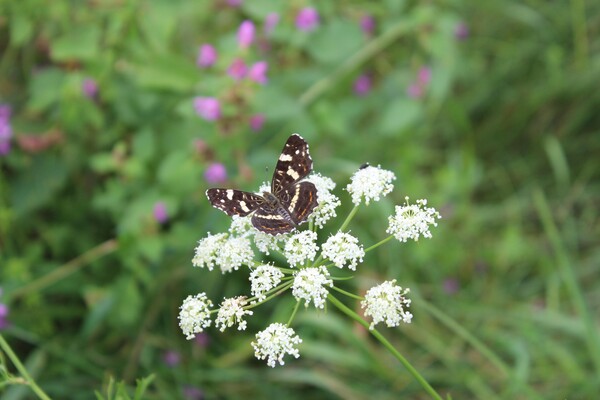 SuperheldInnen Schmetterling_Naturpark Poellauer T | © Naturpark PöllauerTal