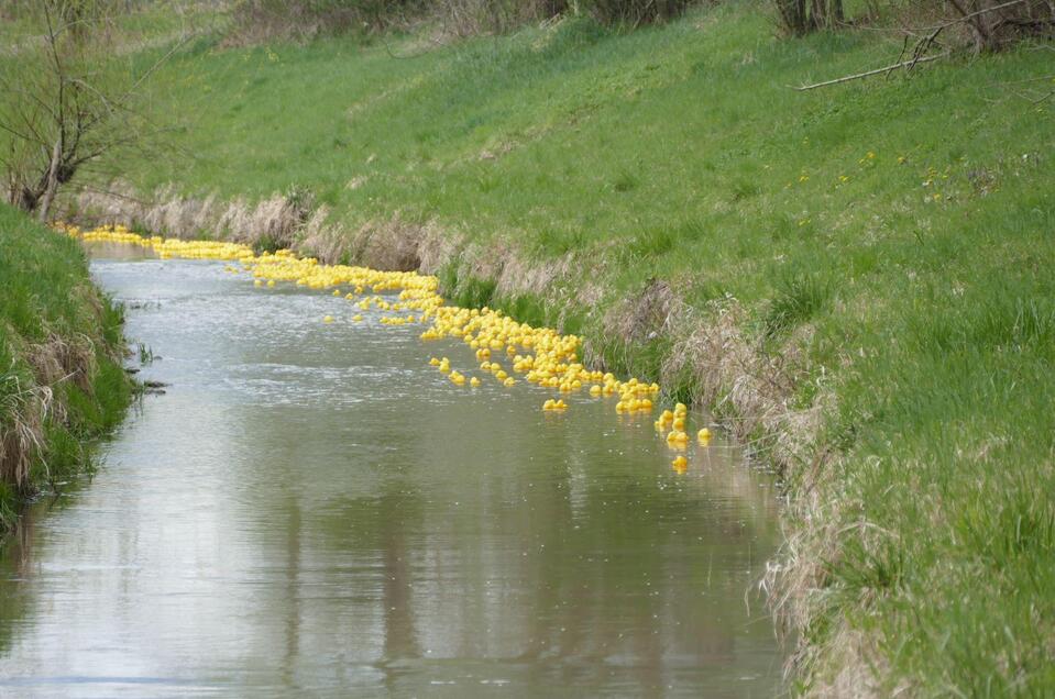 Duck racing - Impression #1