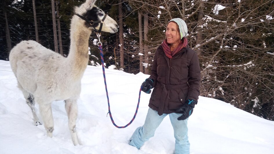 Lama im Schnee bei Wanderung | © LamaTour-Orso Gigleitner