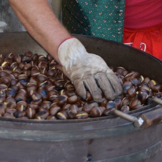 chestnut | © ©Thermen-&Vulkanland/Lederer Josef