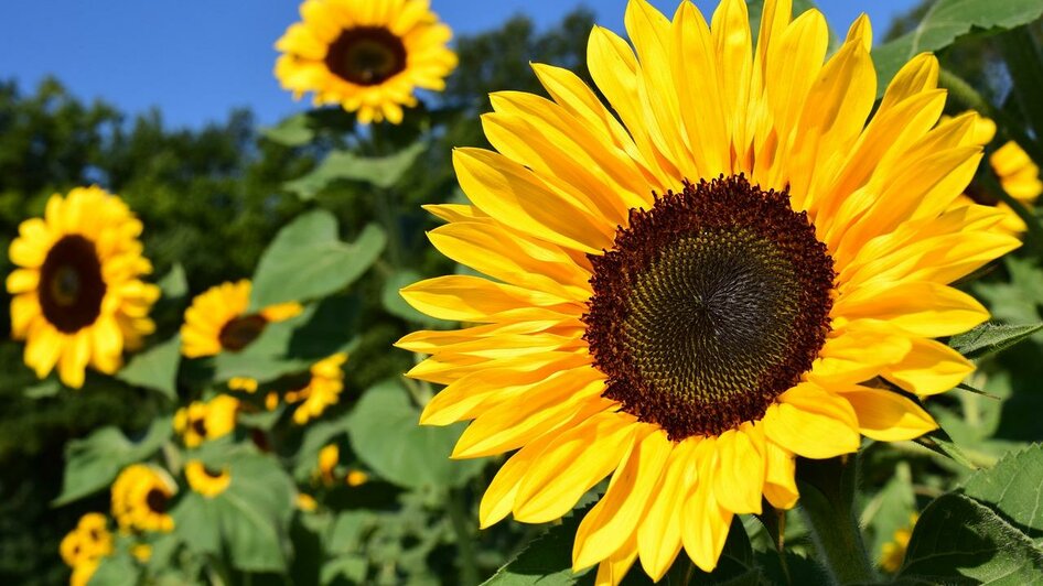 Sunflower_Sonnenblume_Oststeiermark | © Tourismusverband Oststeiermark