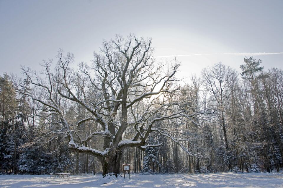 The 1.000 year old oak - Impression #1 | © Kurkommission Bad Blumau