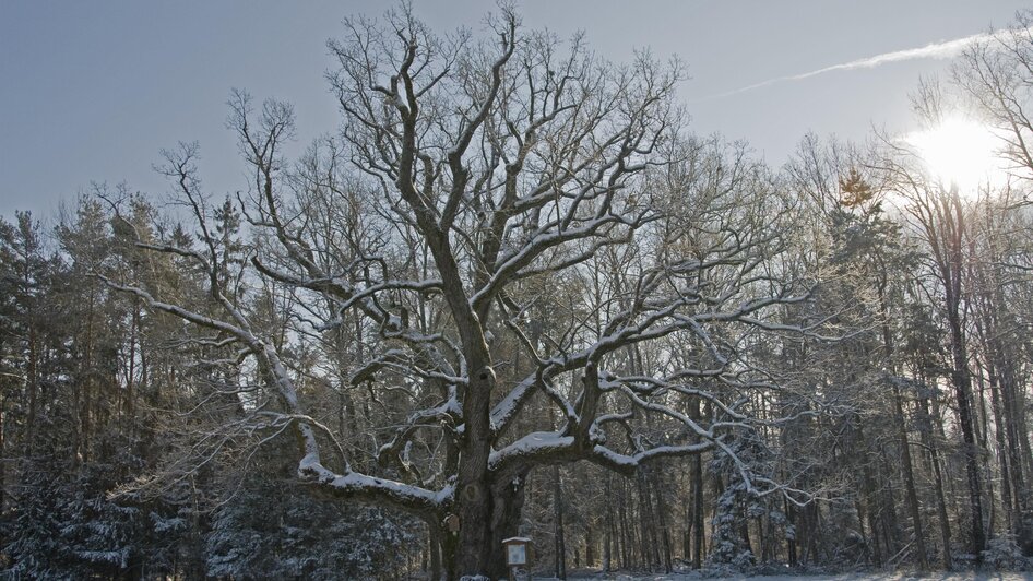 Winterkleid der Eiche | © Kurkommission Bad Blumau