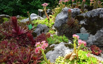  Alpine Garden, Bad Aussee, robust alpine flower | © Anna Steiner