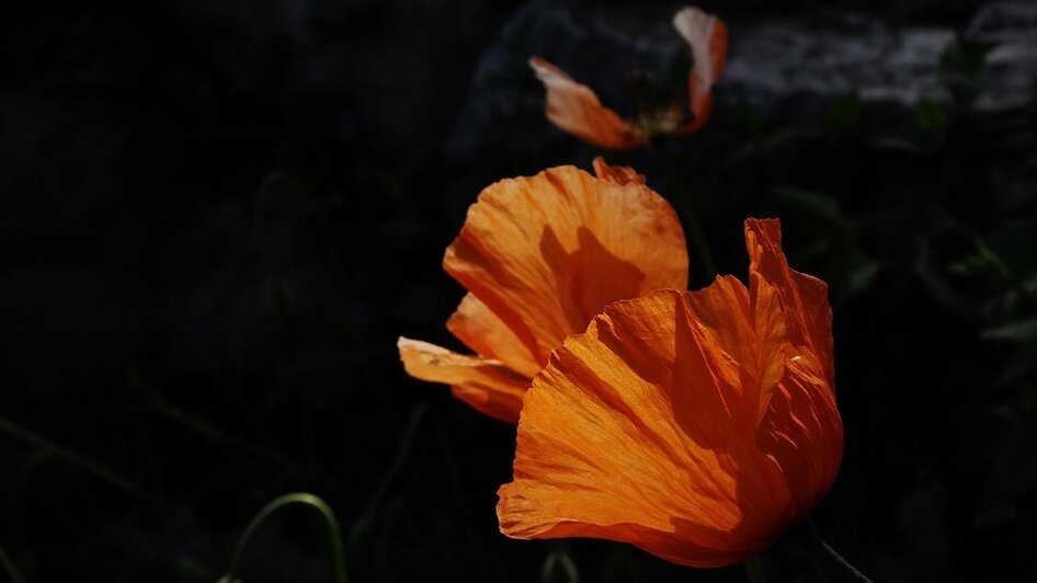 Alpengarten, Bad Aussee | © Anna Steiner