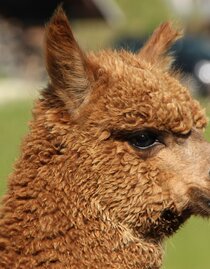 organic farm Kroisleitner_alpaca_Eastern Styria | Kroisleitner | © Biohof Kroisleitner