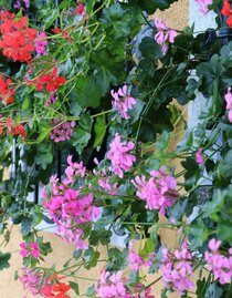 Blumen | © Weingut & Buchenschank Postl vlg. Dobay | Weingut & Buchenschank Postl vlg. Dobay | © Weingut & Buchenschank Postl vlg. Dobay