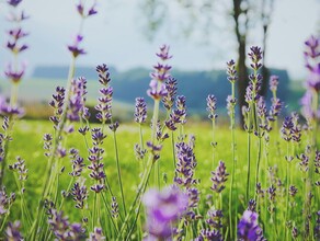 Flowers and Coffee | © Unsplash