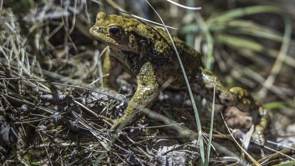 Erdkröte | © Naturpark Zirbitzkogel-Grebenzen