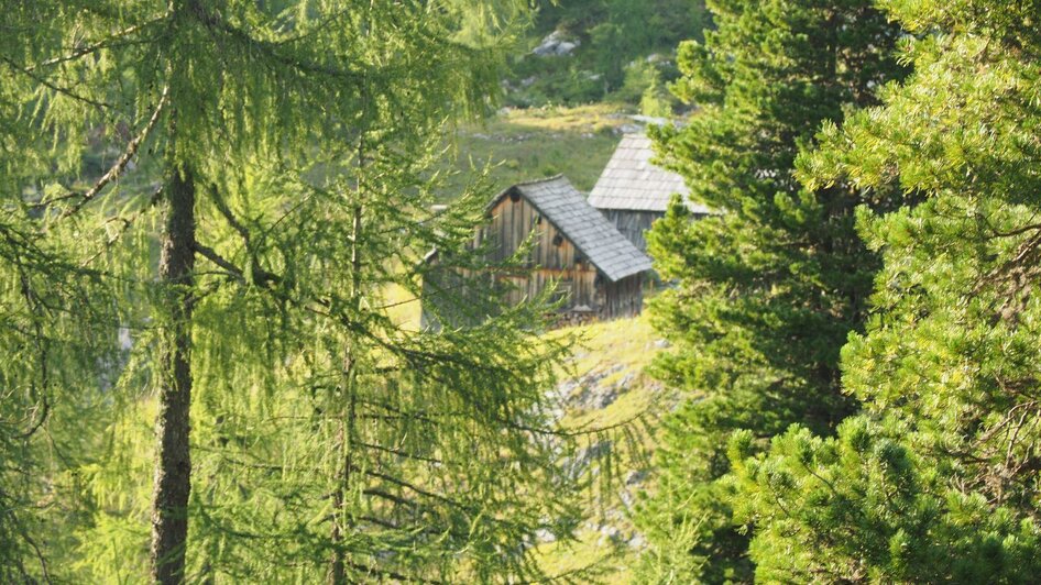Henneralmhütte, Grundlsee, Wald | © Naturfreunde Bad Aussee