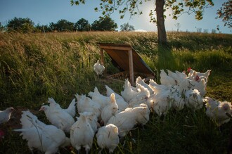 Hühner der Rasse "Bresse Gauloise" | © K&P Hendlhof