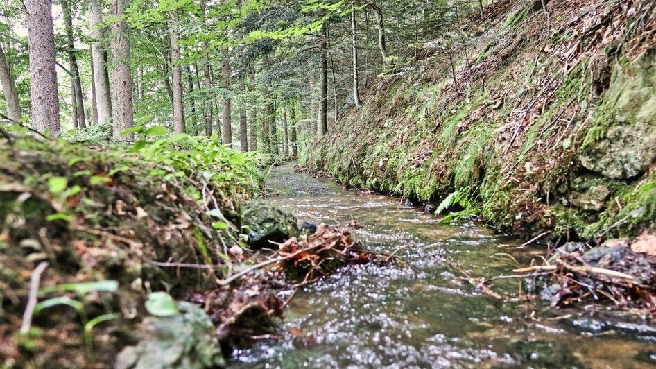 Wasserlauf im Waldstück | © Oststeiermark Tourismus