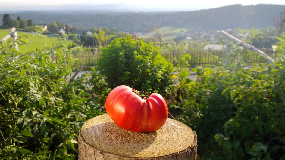 Reife Tomate vom Lienhof | © Sabine Lienhart