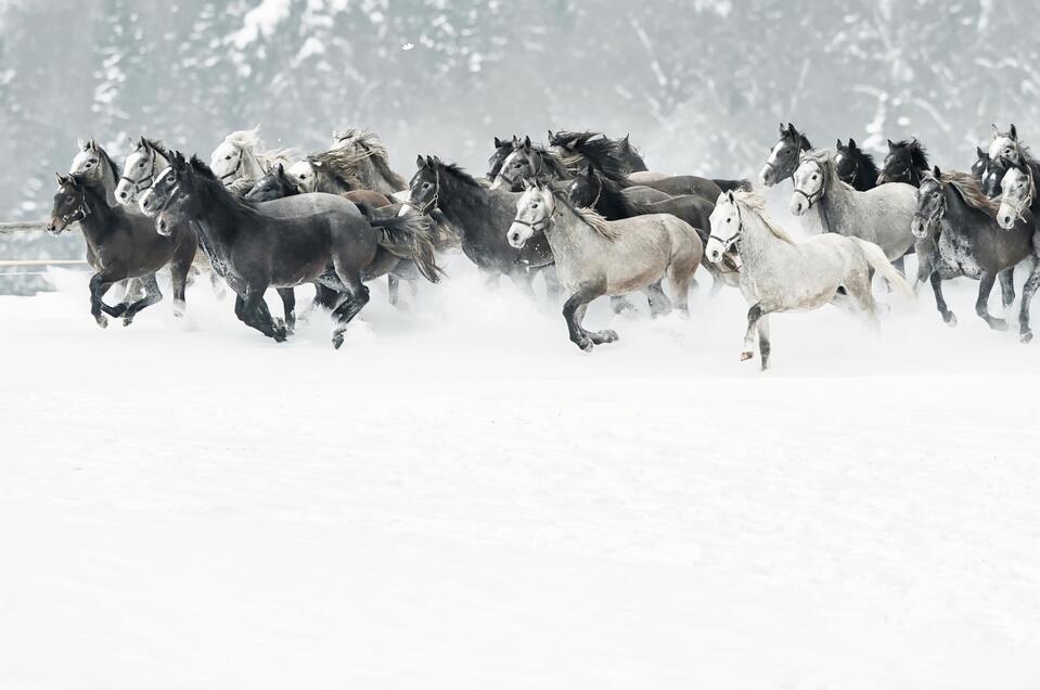 Lipizzanergestüt Piber - Impression #1 | © SHS - René van Bakel