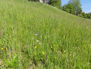 Naturjuwel_Wiesenlandschaft_Oststeiermark | © Naturjuwel Pöllauberg