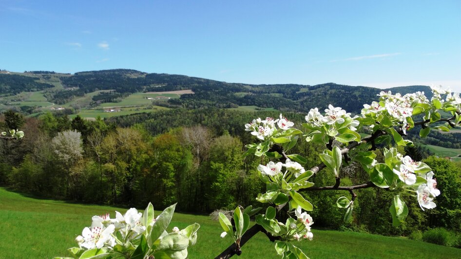 Naturpark Pöllauer Tal_Hirschbirnenblüte_Oststeier | © Oststeiermark