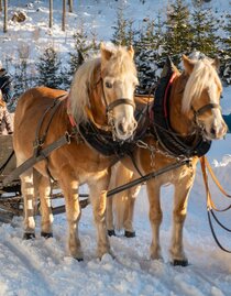 Horse sled_Horse_Eastern Styria | © Tourismusverband Oststeiermark | Bergmann | © Tourismusverband Oststeiermark