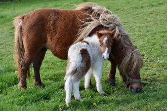 Ponyhof | © Pixabay.com