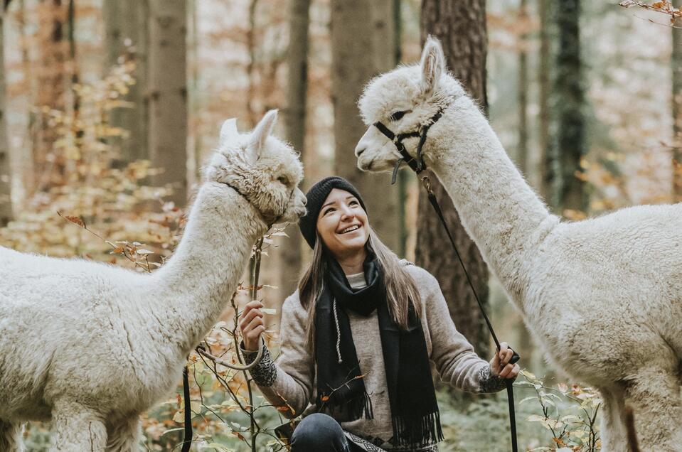 Schöcklblick Alpacas - Impression #1 | © Schöcklblick Alpakas-Die Sonne