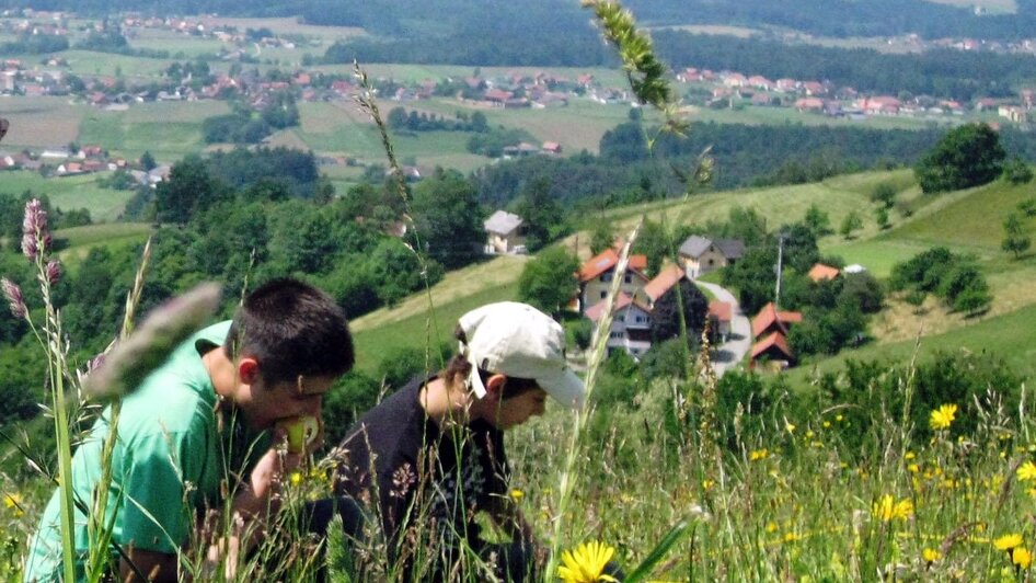 Schmetterlingswiese am Demmerkogel - Naturpark Juwel - Impression #2.2